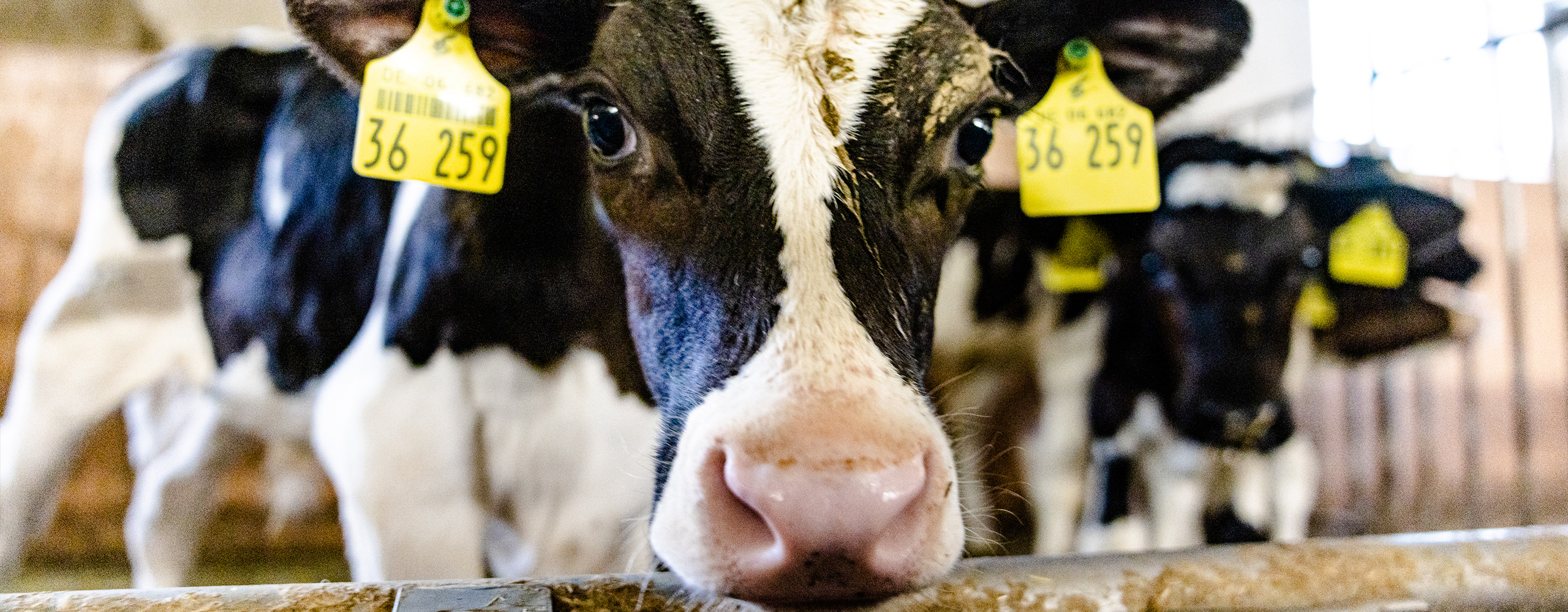 Kuh im Stall schaut neugierig in die Kamera und wartet auf Futtermittel  – Ihr Futtermittelexperte aus Dissen, Schüttorf & Warburg