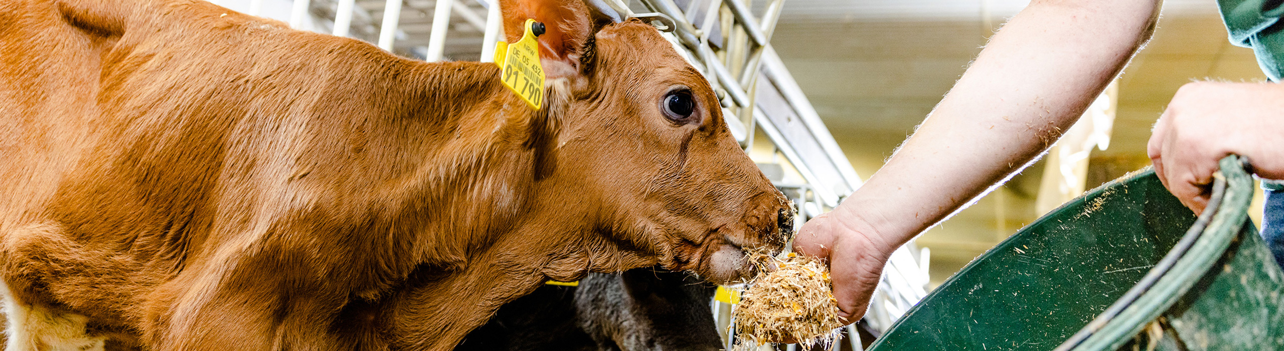 Fütterung Mineralfutter für Rinder – Futtermittelexperte Bischof aus Dissen, Schüttorf & Warburg