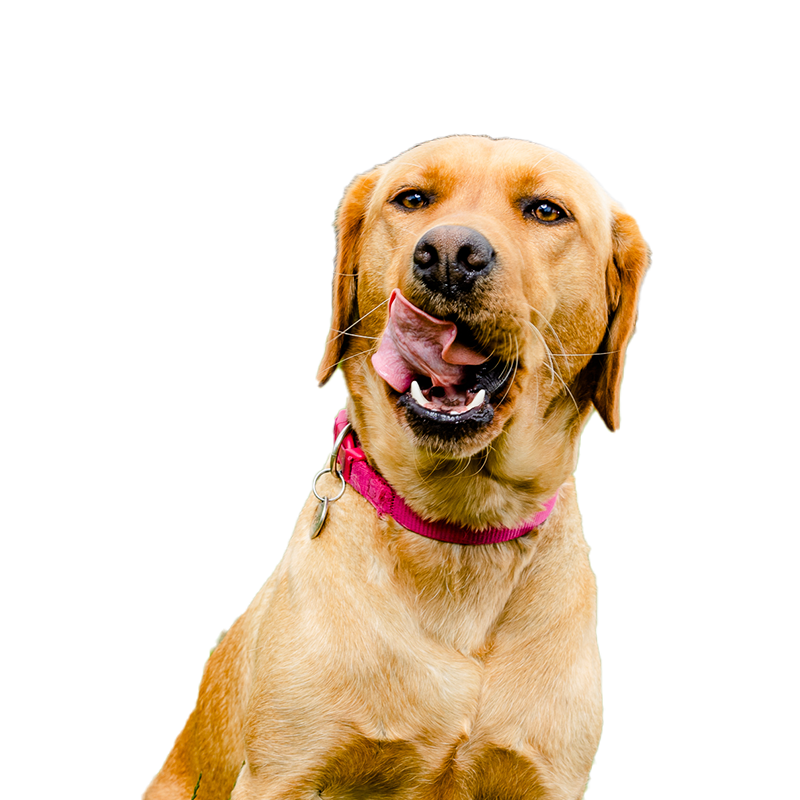 Agrarservice Bischof - Mitarbeiterfoto - Ihr Futtermittelexperte aus Dissen, Schüttorf & Warburg